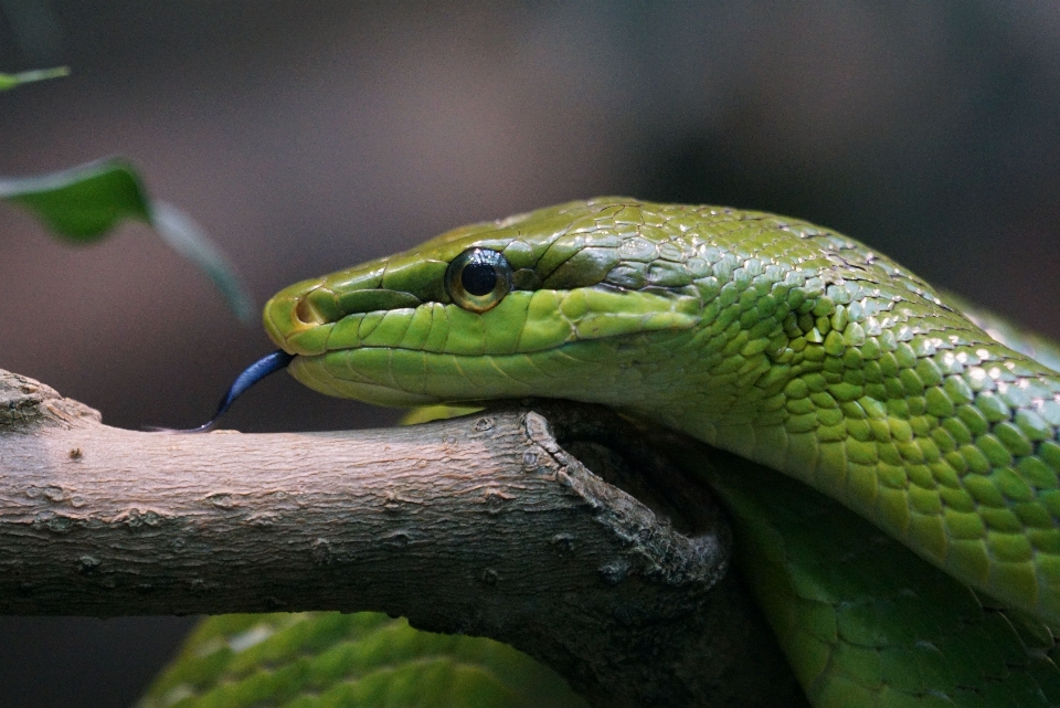 Margasatwa hijau reptil fauna