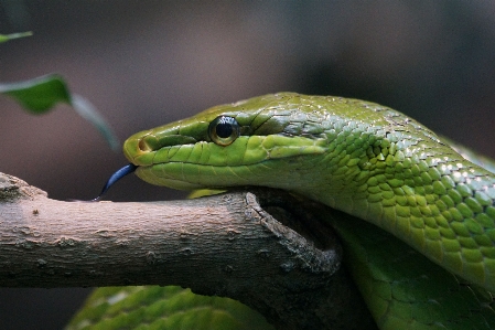 Foto Margasatwa hijau reptil fauna