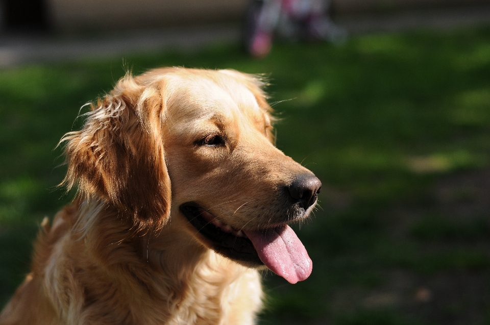 Cachorro animal bonitinho canino
