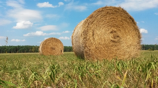 Landscape nature grass plant Photo