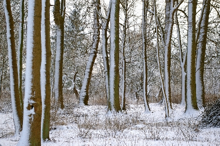 Landscape tree nature forest Photo