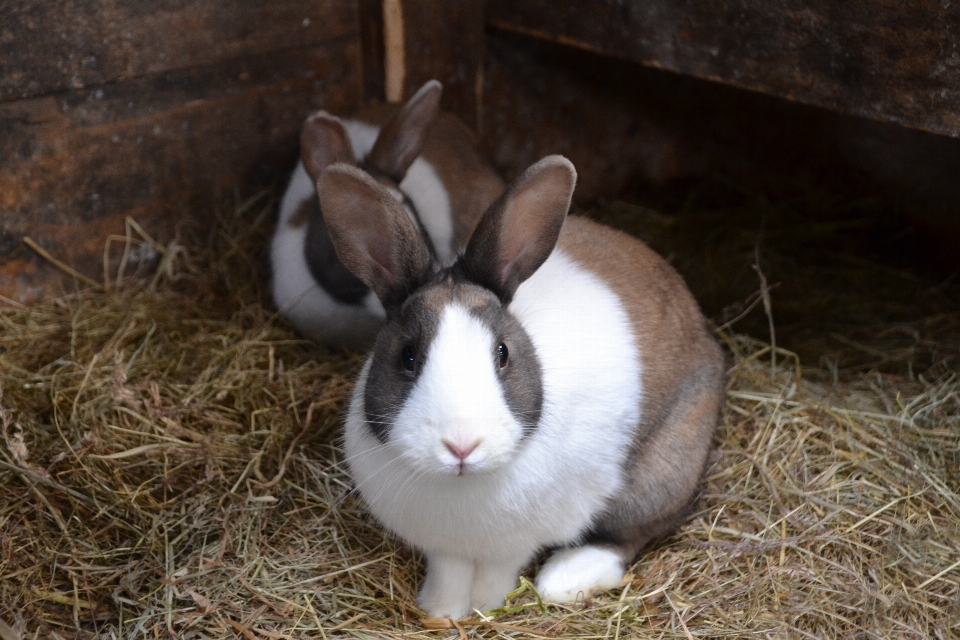 Fourrure mammifère fauna lapin