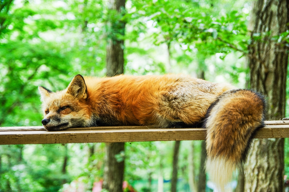 Zwierzę uroczy dzikiej przyrody ogród zoologiczny