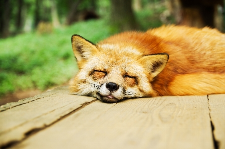 Foto Animale carino dormire mammifero