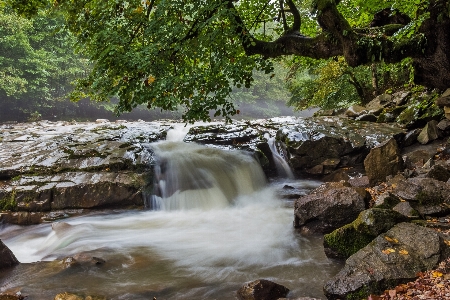 Water nature forest rock Photo