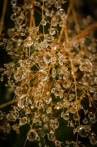 Tree water nature branch Photo