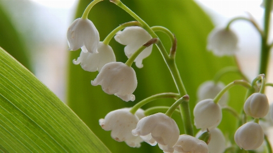 Nature blossom plant white Photo