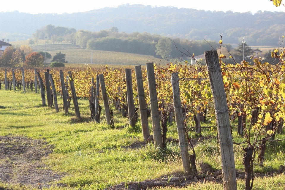 Arbre nature forêt vignobles