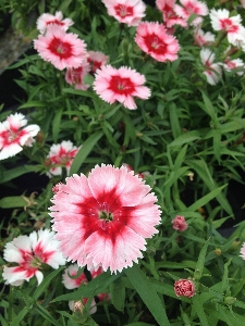 自然 花 植物 花弁 写真