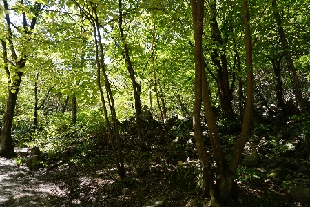 Landscape tree nature forest Photo