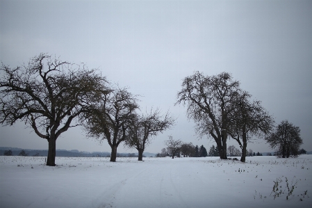 Apple landscape tree nature Photo