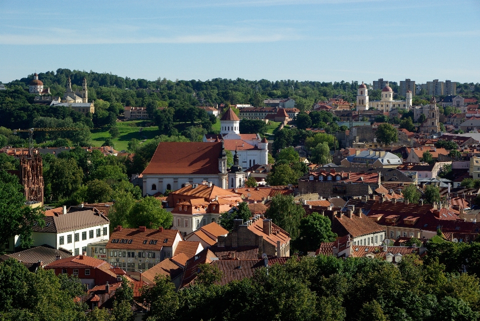 Las sylwetka na tle nieba fotografia wzgórze