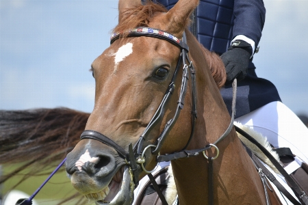 Jumping motion horse rein Photo