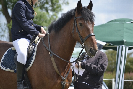 Foto Cavaliere cavallo frenare
 mammifero