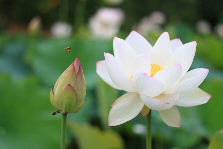 Nature blossom plant flower Photo