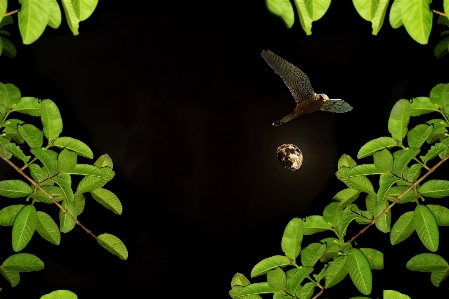 Nature branch bird plant Photo