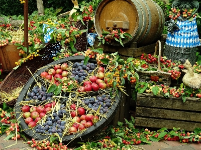 Nature plant farm fruit Photo