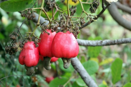 Foto árbol naturaleza rama planta