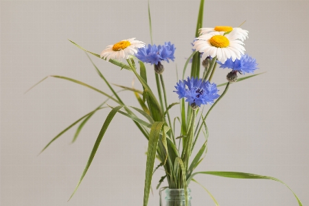 Foto Natura erba fiore pianta