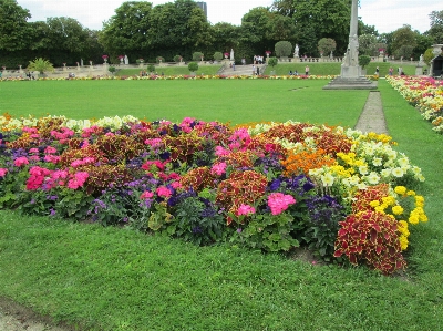 Plant lawn meadow flower Photo