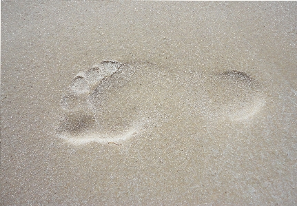 Beach nature sand trail Photo