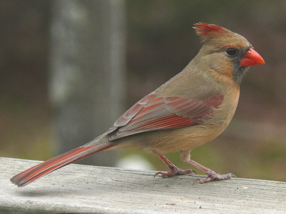 Natur vogel zaun weiblich