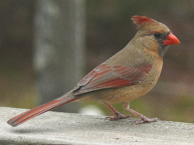 Nature bird fence female Photo