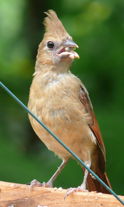 Nature bird fence rail