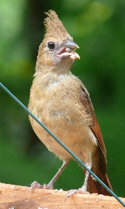 Nature bird fence rail Photo