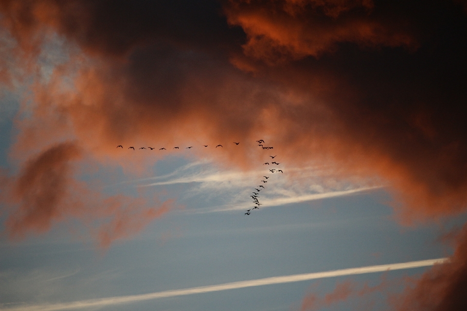 羽 クラウド 空 日没