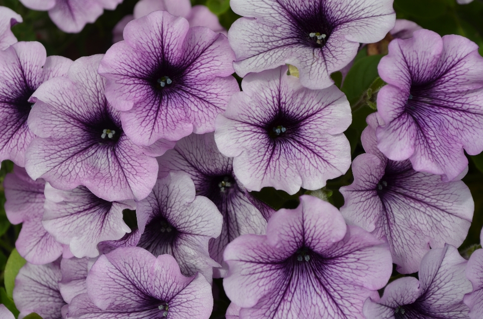 Plantar branco flor roxo