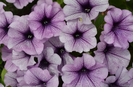 Plant white flower purple Photo