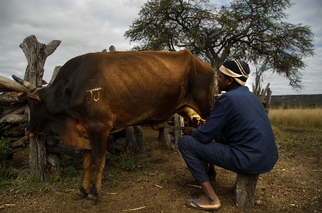 Farm animal wildlife horn Photo