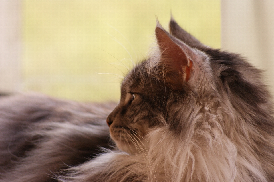 プロフィール 子猫 猫 哺乳類