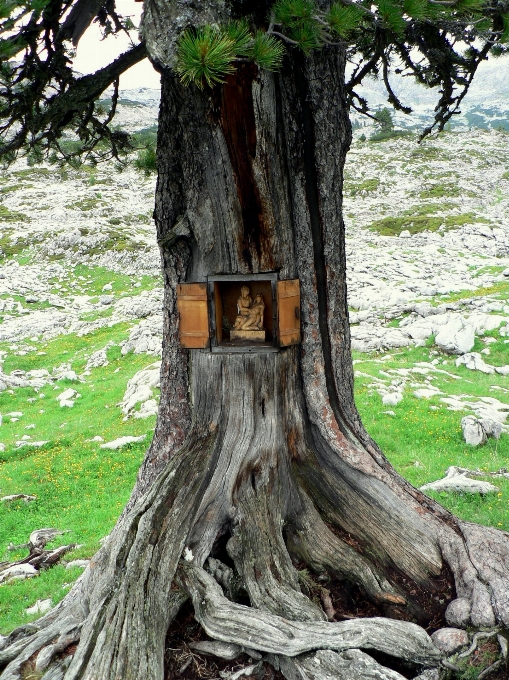 Arbre nature forêt bifurquer