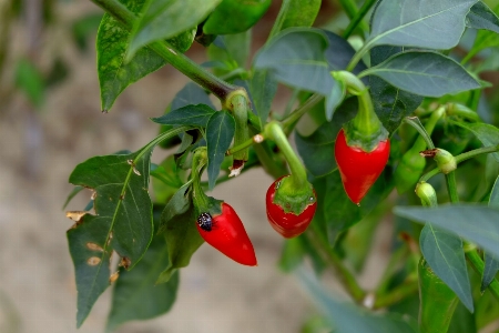 Foto Sharp planta fruta flor