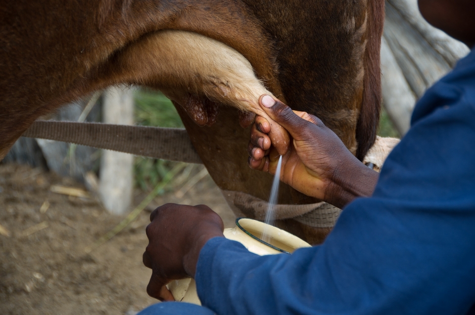 Animal rural cow cattle