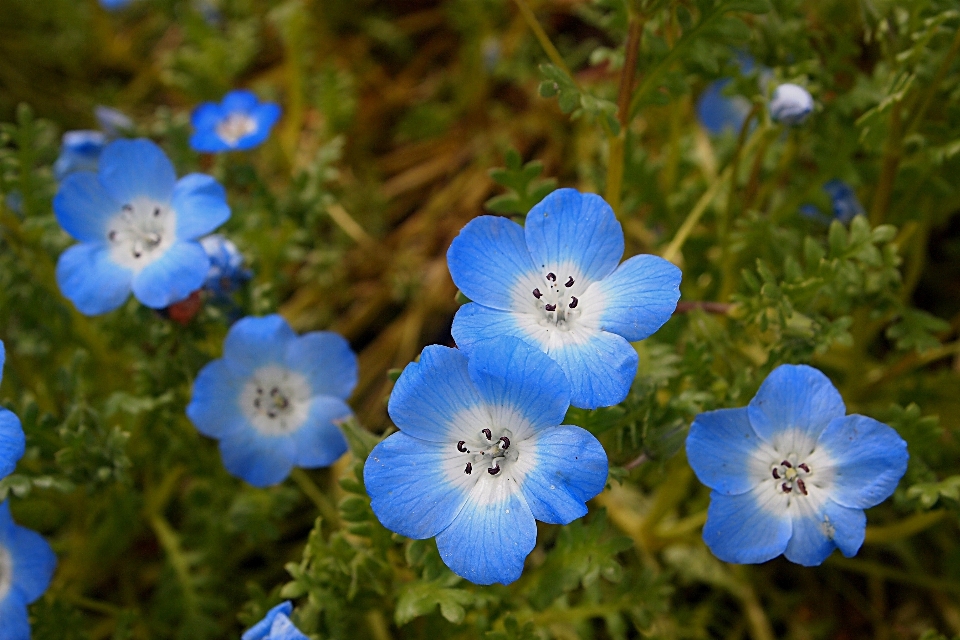 Naturaleza florecer planta prado
