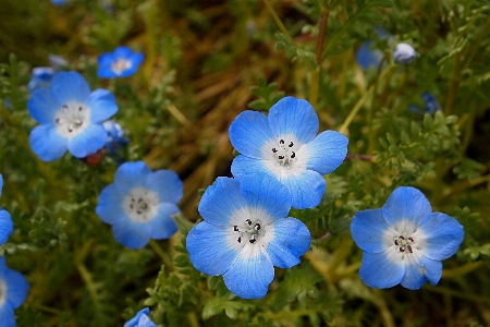 Nature blossom plant meadow Photo