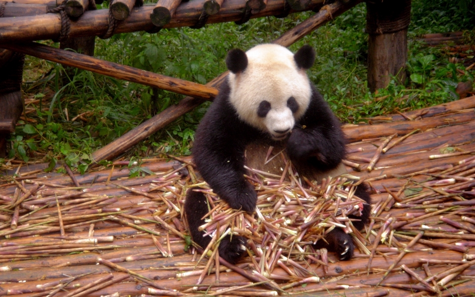 动物 熊 动物园 哺乳动物