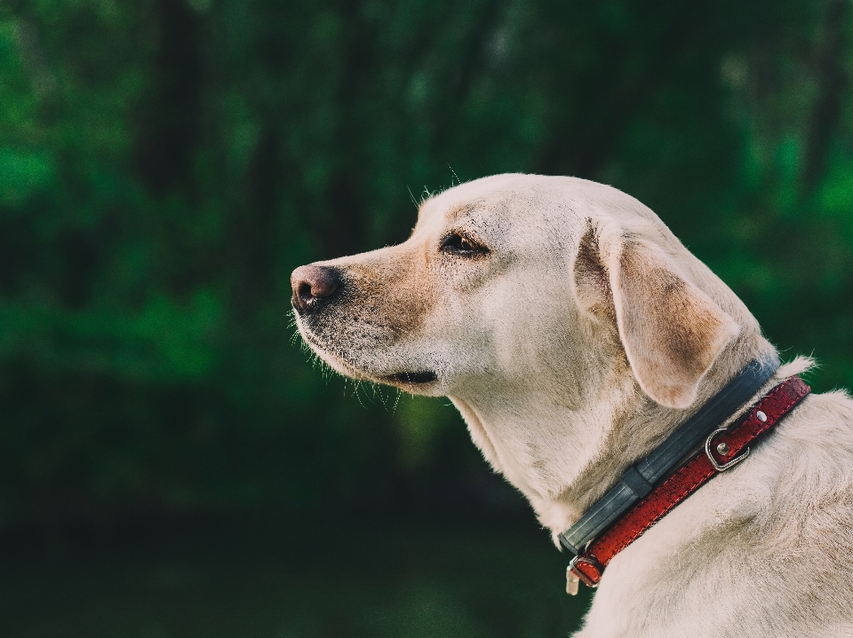 Natur weiss welpe hund