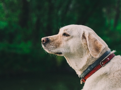 自然 白 子犬 犬 写真