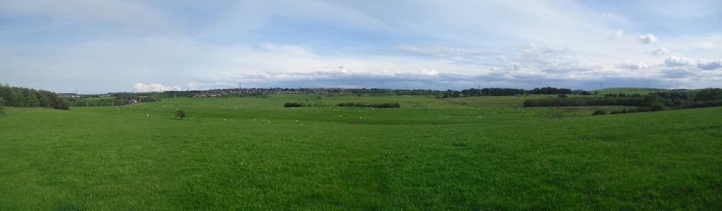 Landscape field lawn meadow Photo