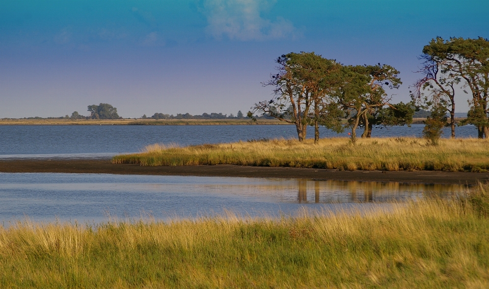 Landschaft meer küste baum