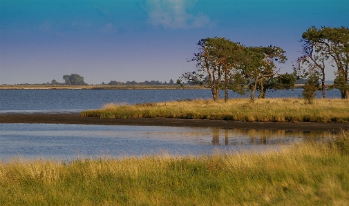 Landscape sea coast tree Photo