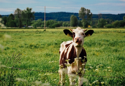 Nature grass field farm Photo