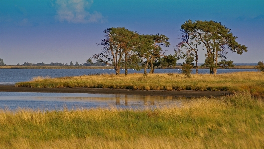 Landscape coast tree water Photo