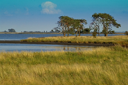 Landscape sea coast tree Photo