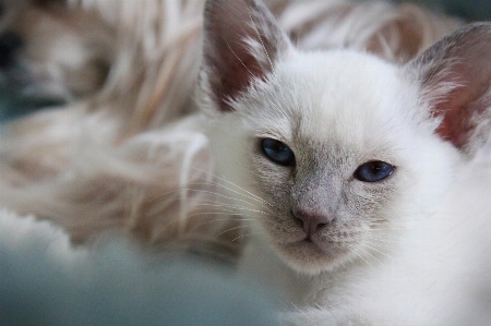 Foto Animale carino domestico gattino