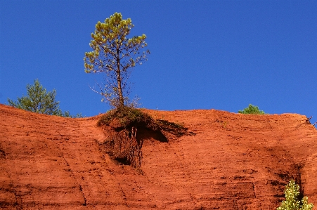 Landscape tree nature rock Photo